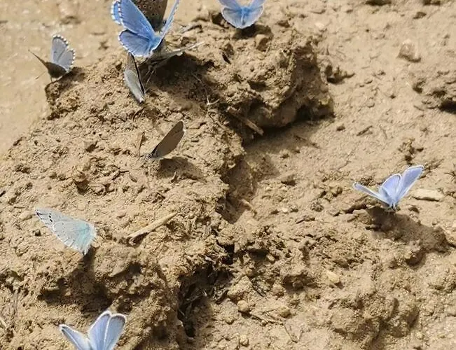 Enjoy * Valdelinares (Aragon)